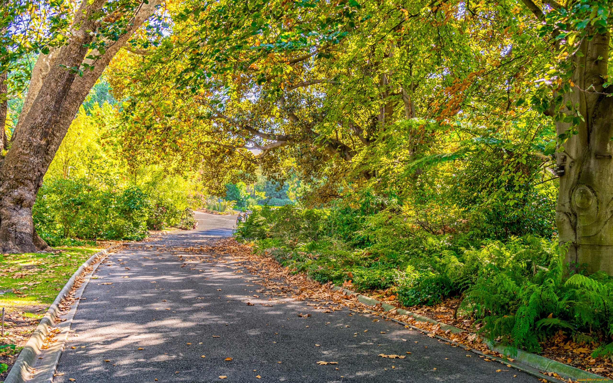 , , , , parks, trees, autumn, roads, , , melbourne, , , foliage